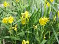 Iris pseudacorus  Wasser-Schwertlilie